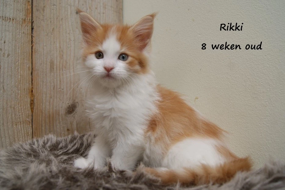 Rikki
